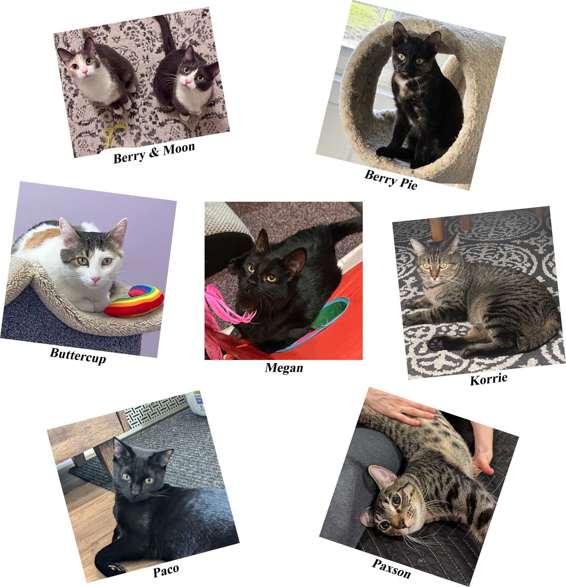 20250103_Cats5 image